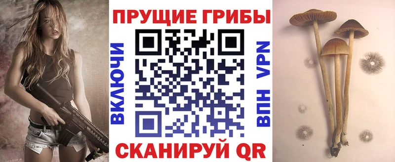 Псилоцибиновые грибы Psilocybine cubensis  Купить где  Петрозаводск 